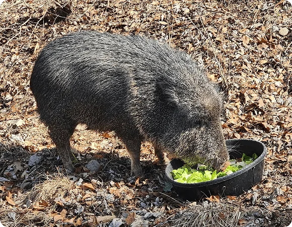 Chacoan Peccary eating greens out of a bowl.