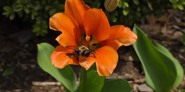 Pollinator Week