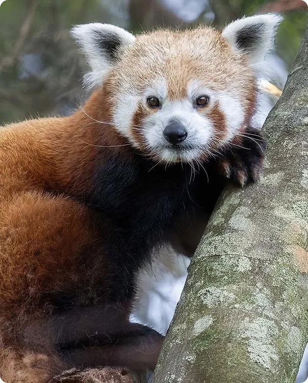 Red Panda photo 1