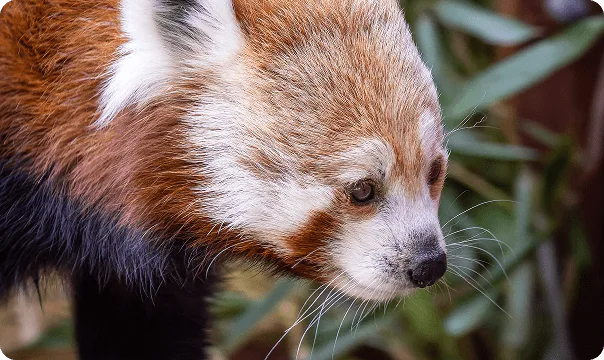 Red Panda photo 3