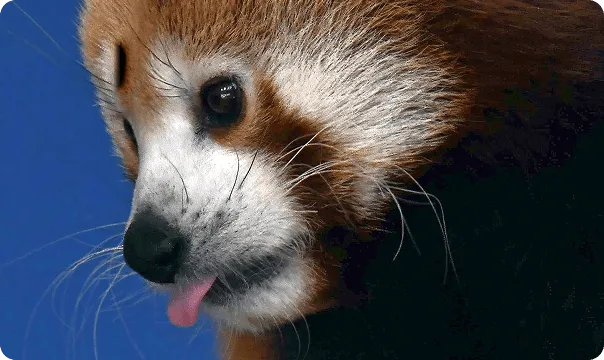 Red Panda photo 2