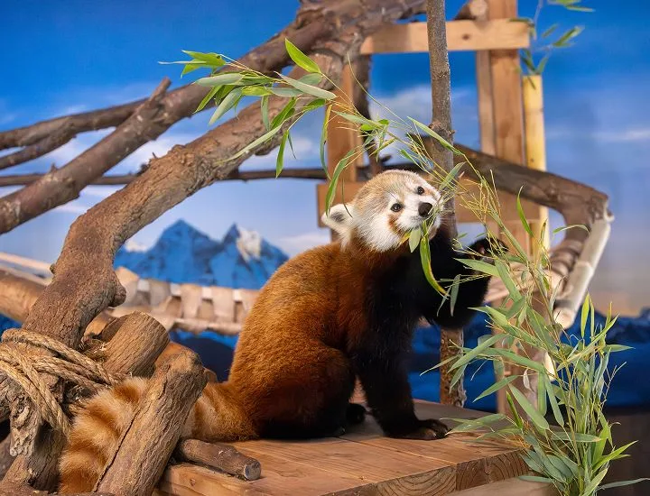 Red Panda