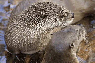 River Otter Cam