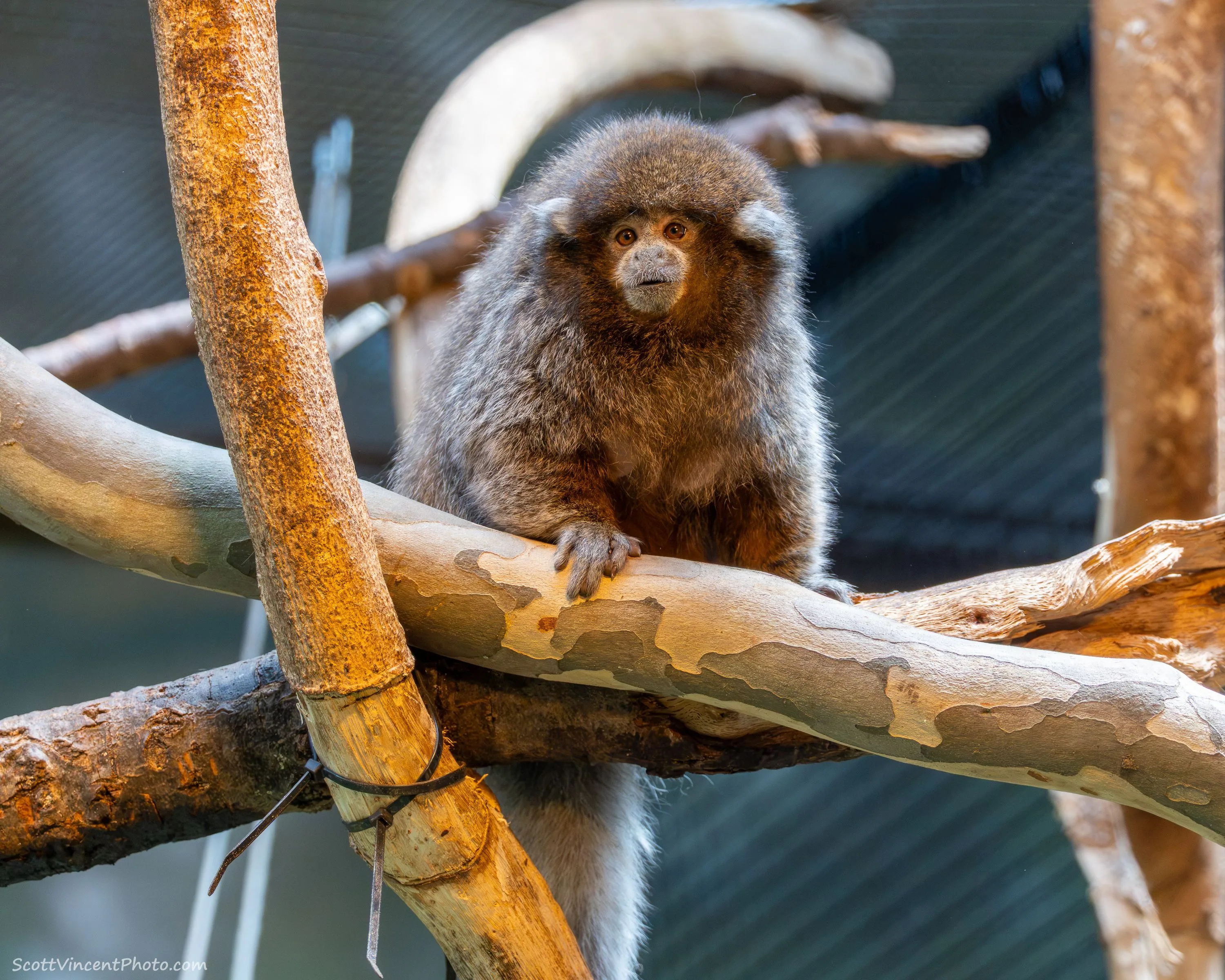 Bolivian Gray Titi Monkey photo 3