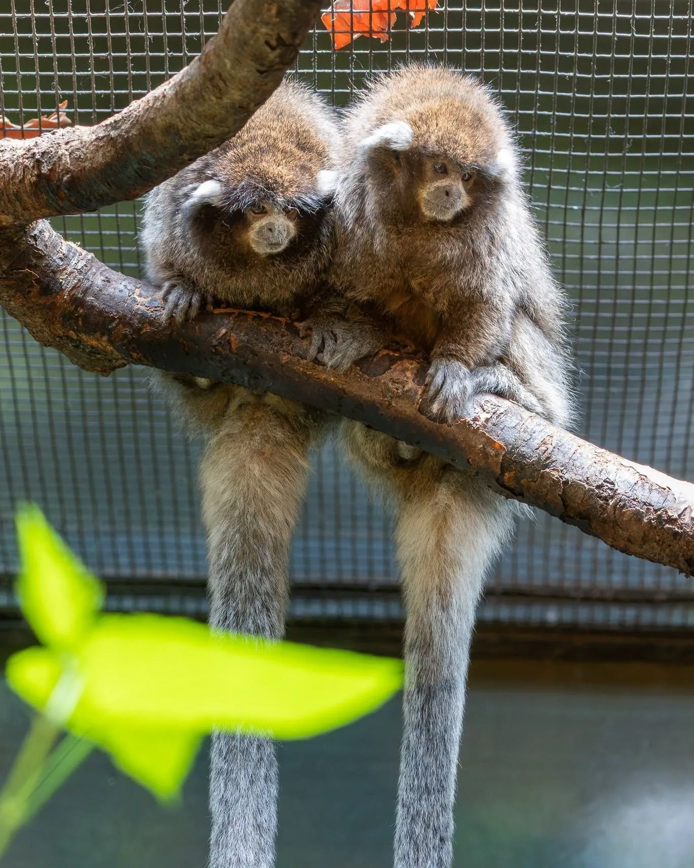 Bolivian Gray Titi Monkey photo 1