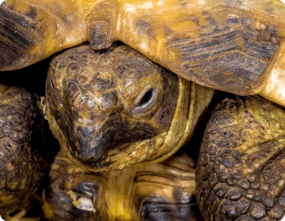 Central Asian Tortoise