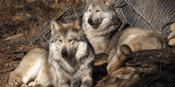 Evening Lecture Series - Wolf Conservation: Saving a Species