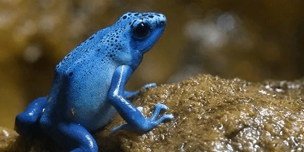 World Rainforest Day