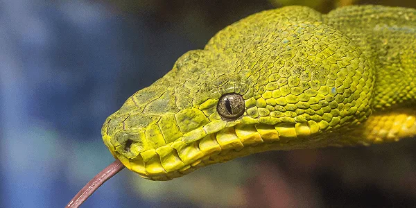 World Snake Day
