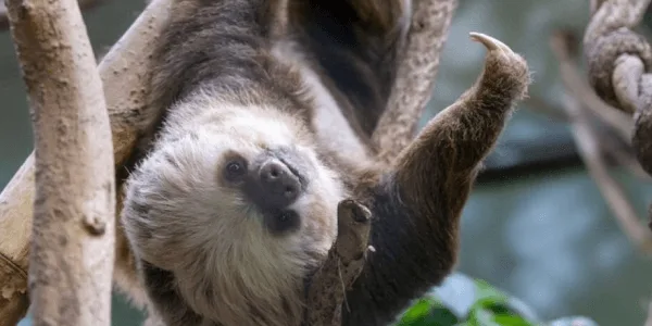 Zoo Tots: Rainforest Rhythms!