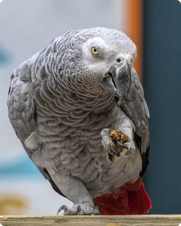 African Grey Parrot standing on one leg.