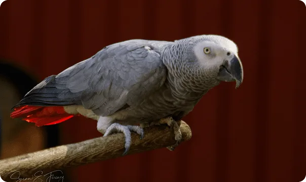 African Grey Parrot perched on a branch.