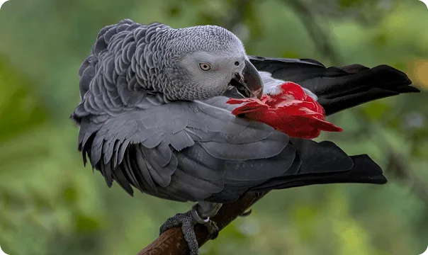 African Grey Parrot looking to the right.