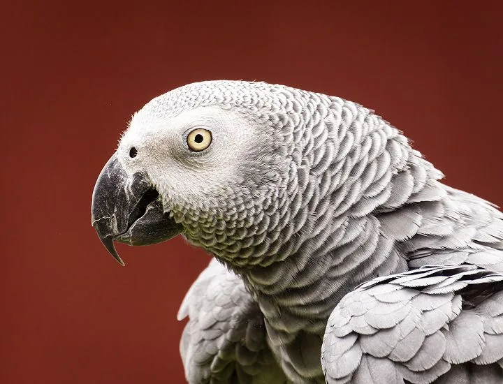 African Grey Parrot looking to the left.