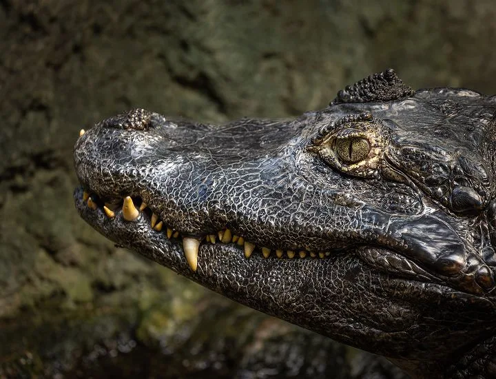 American Alligator looking to the left.