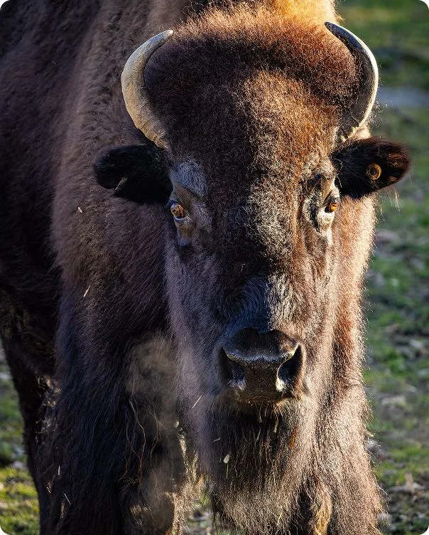 Front-facing view of an American Bison looking at the camera straight-on.