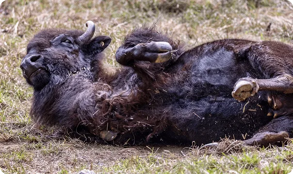 American Bison laying on the ground.