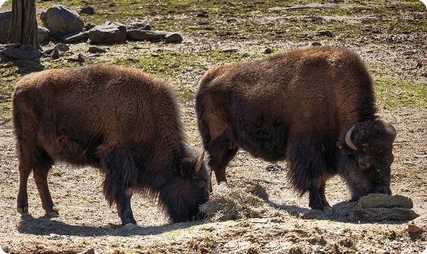 Two American Bison standing and eating.