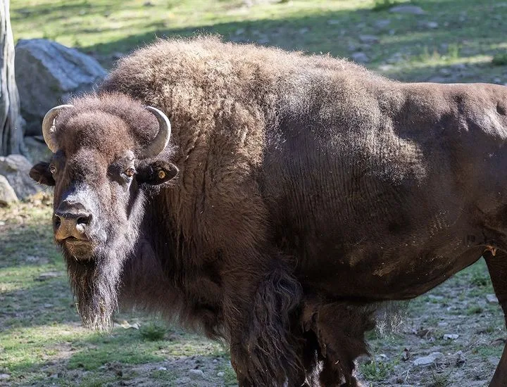 American Bison standing facing to the left.