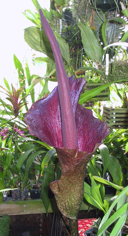 Voodoo Lily