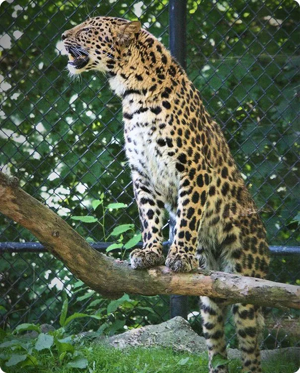 Amur Leopard standing on its hind legs with its front paws braced on a branch. 