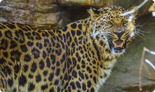 Amur Leopard facing the right and baring its teeth. 