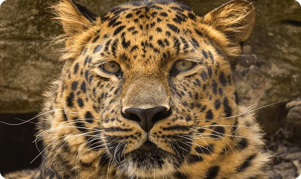 Front-facing view of an Amur Leopard looking at the camera.