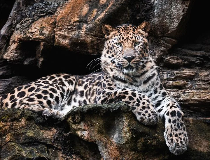 Amur Leopard lounging on a rocky ledge.