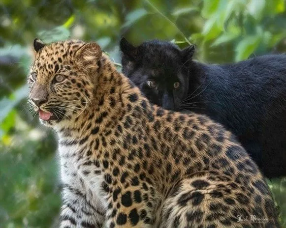 National Wildlife Day, September 4, 2023
