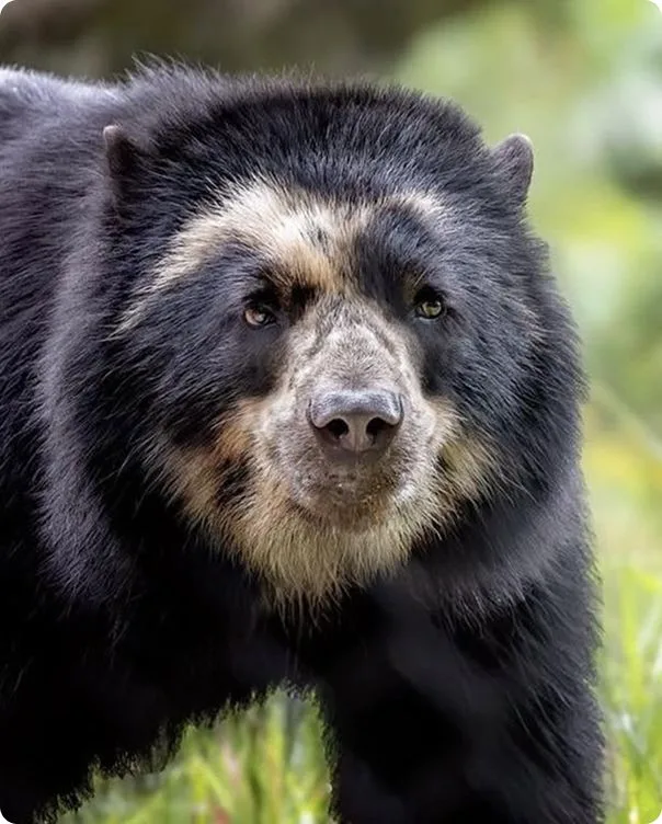 Front-facing view of an Andean Bear walking through a grassy area..