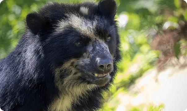 Andean Bear grinning.