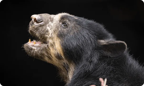 Side profile of an Andean Bear facing to the left with its mouth open.