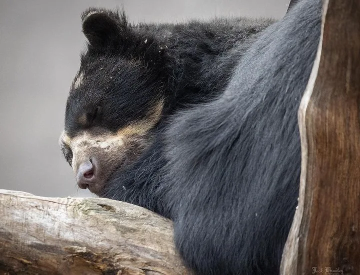 Andean Bear lounging on a branch.