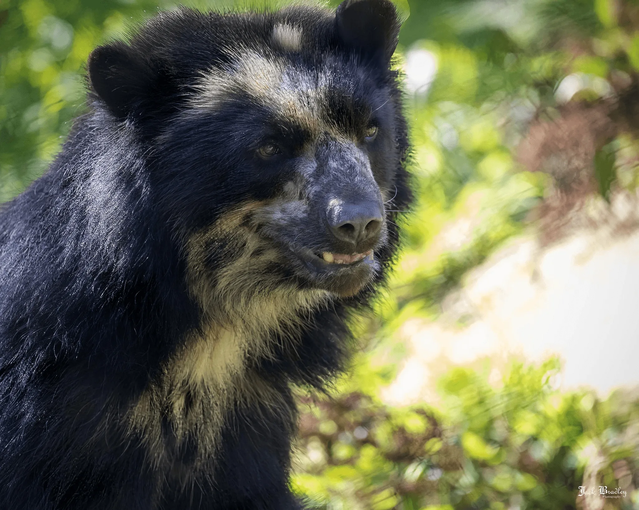 Why Our Animals Are So Happy
