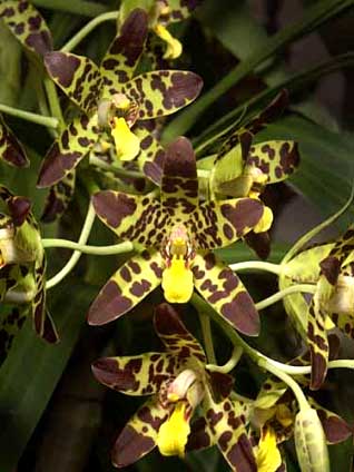 Leopard Orchid