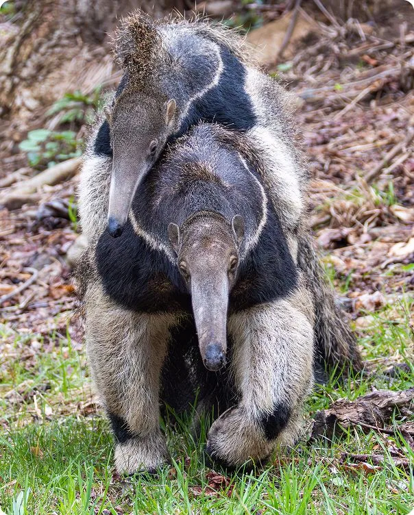 Front-facing view of a baby Giant Anteater riding on an adult Giant Anteater's back.