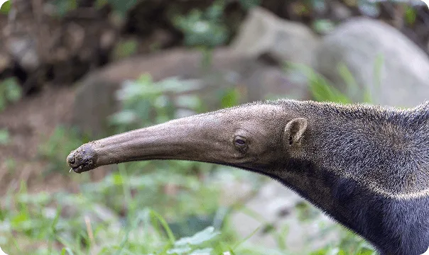 Side profile of a Giant Anteater facing to the left.