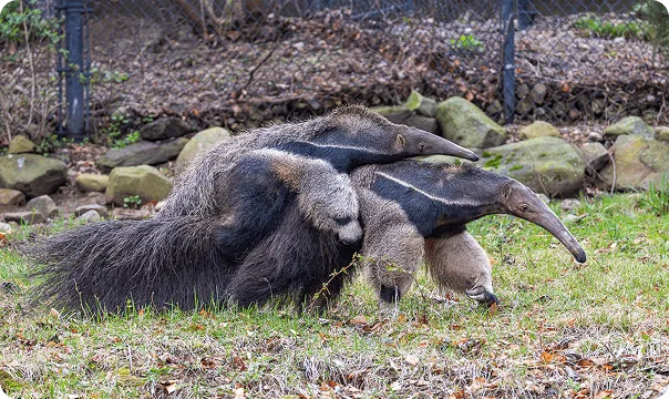 Two Giant Anteaters with one riding on the other's back.