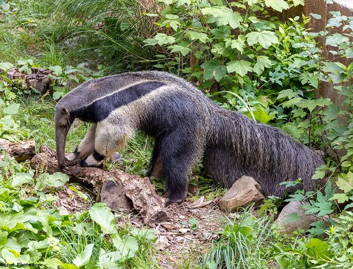 Giant Anteater in the woods.
