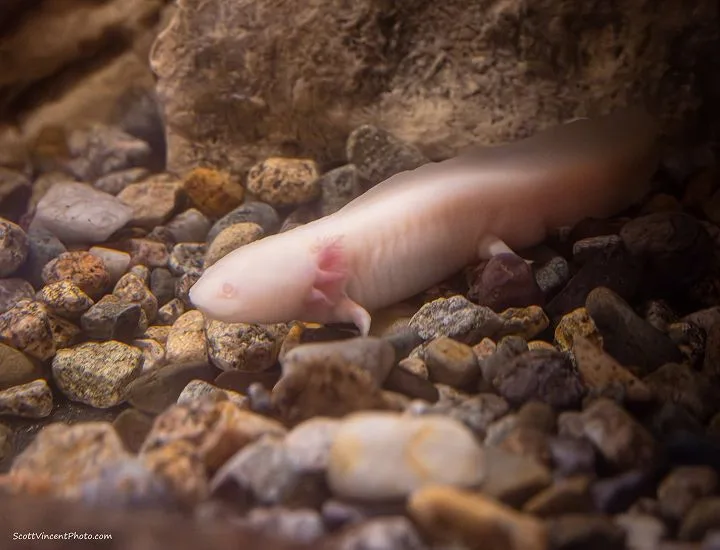 Axolotl on the ground in a rocky terrain. 