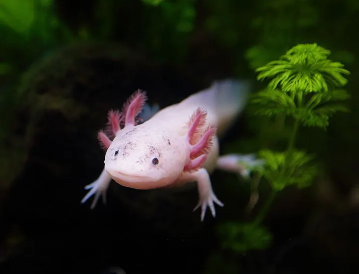 Axolotl