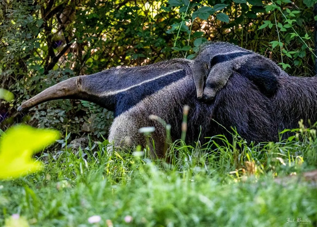 Connecticut's Beardsley Zoo Says It's Official: The Baby Giant Anteater is a Girl!