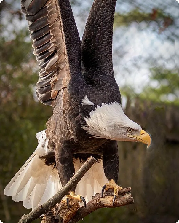 Bald Eagle perched on a branch with its wings outstretched straight up above its body.