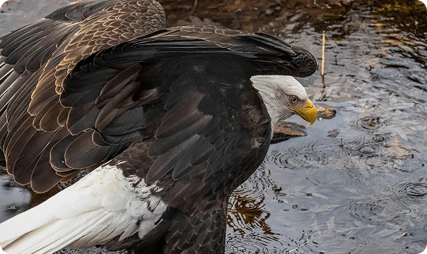 Bald Eagle looking down onto a body of water.