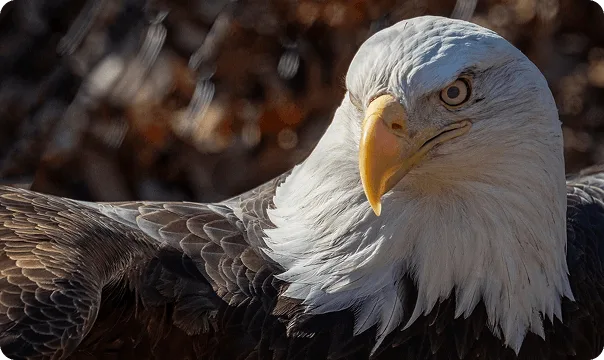 Bald Eagle looking to the left.