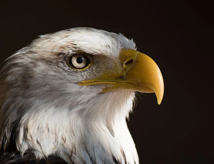 Side profile of a Bald Eagle facing the right.