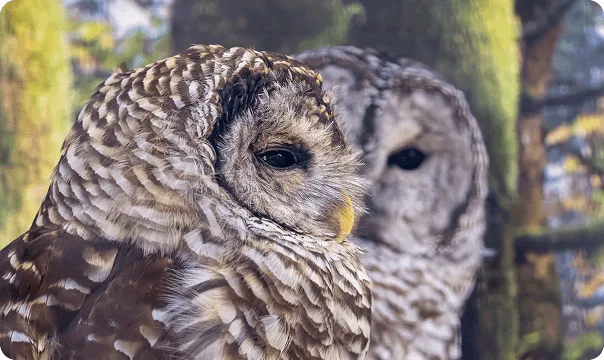 Barred Owl facing slightly to the right.