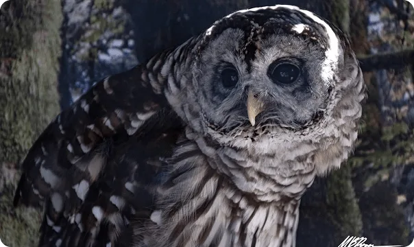 Barred Owl looking slightly to the left.