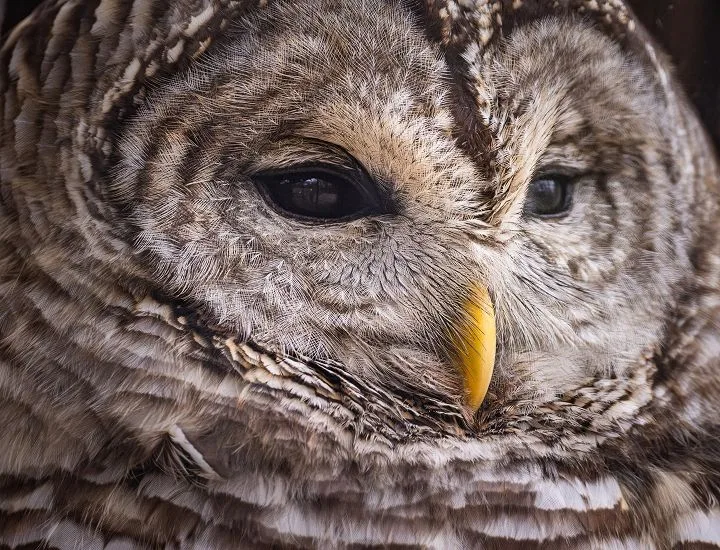 Close-up image of a Barred Owl's face.