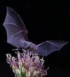 Bats as Pollinators
